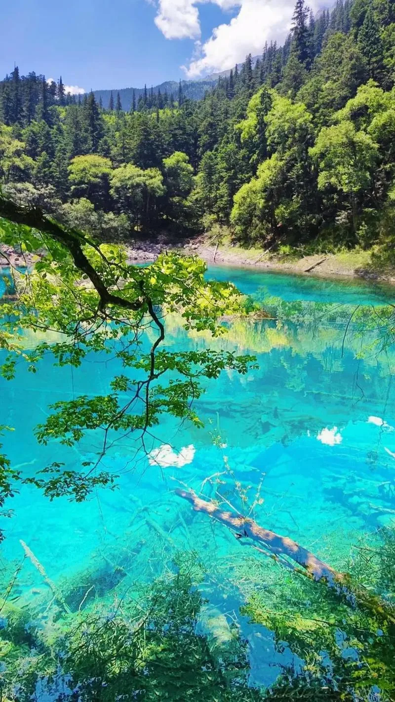 Blue lake and forest scenery in Jiuzhaigou Valley