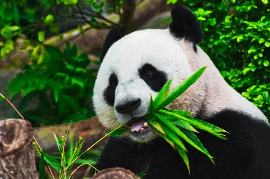 Giant panda resting in Chengdu